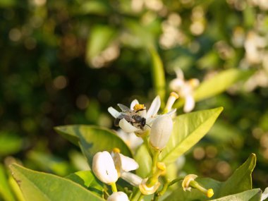 portakal narenciye çiçek arıya