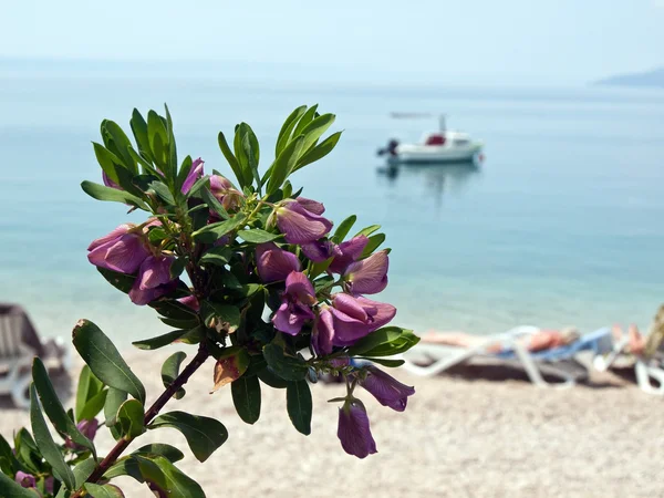 Flor violeta perto do mar — Fotografia de Stock