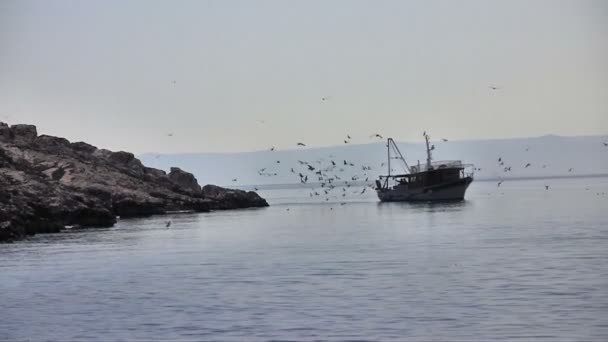 Bateau de pêche avec mouettes — Video