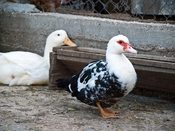 Canards en plein air à la ferme — Photo