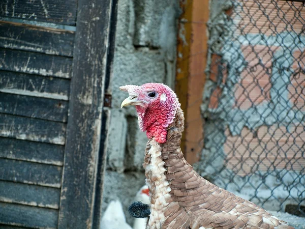 Huhn aus nächster Nähe — Stockfoto