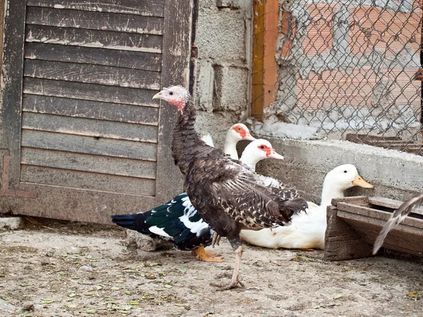 Kleine Enten und Hühner — Stockfoto