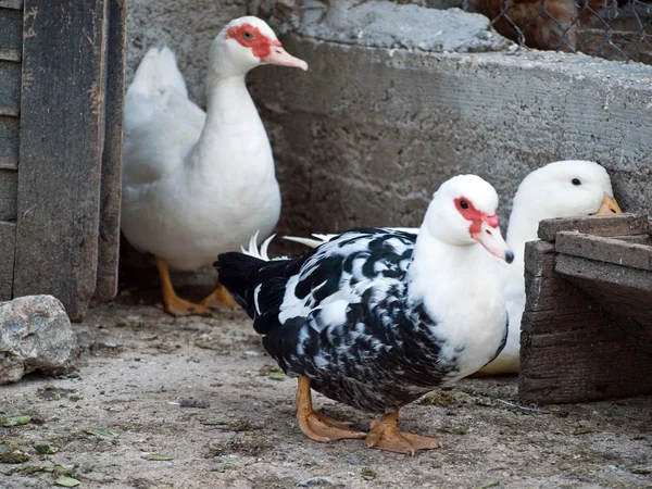 Три утки на ферме — стоковое фото