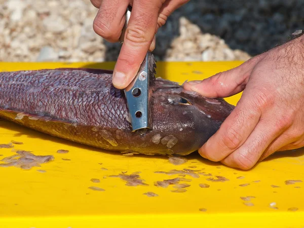 Sarpa Balık Temizleme — Stok fotoğraf