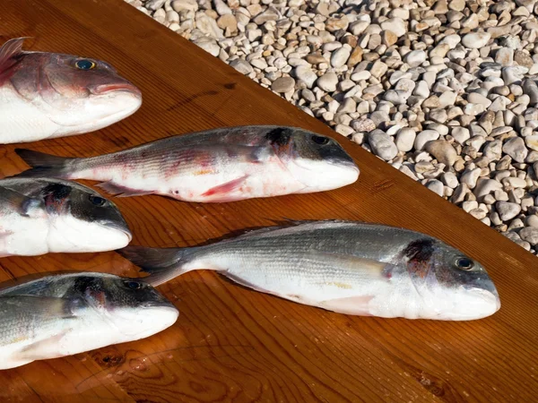 Peixes de cabeça dourada — Fotografia de Stock