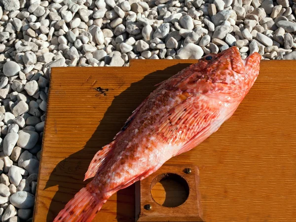 Redfish — Stok fotoğraf