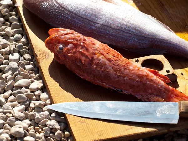 Redfish ve sarpa — Stok fotoğraf