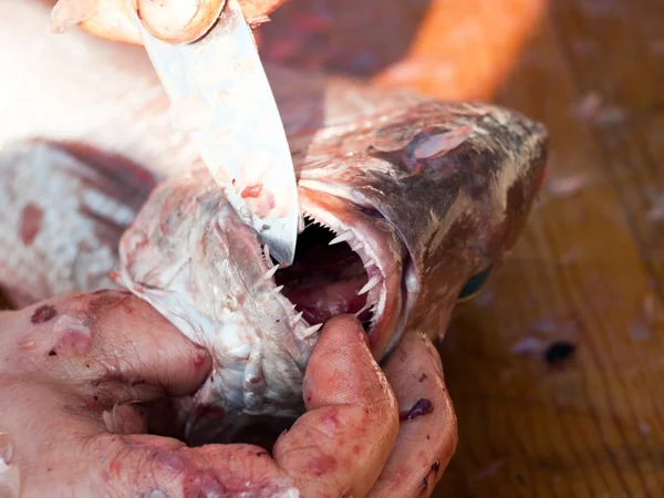 Usta ryby — Zdjęcie stockowe