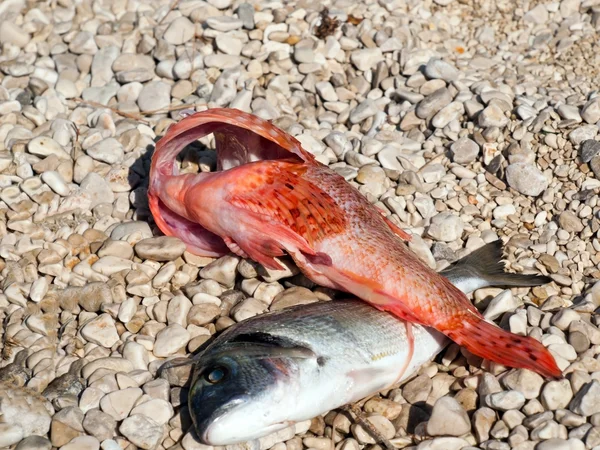 Sahilde balık — Stok fotoğraf