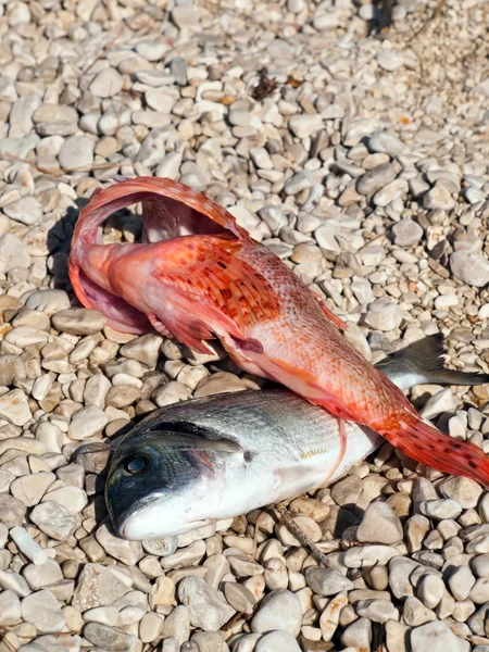 Pescado fresco en la playa —  Fotos de Stock