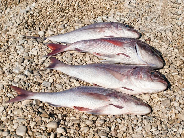 Four big fish on the beach — Stok fotoğraf