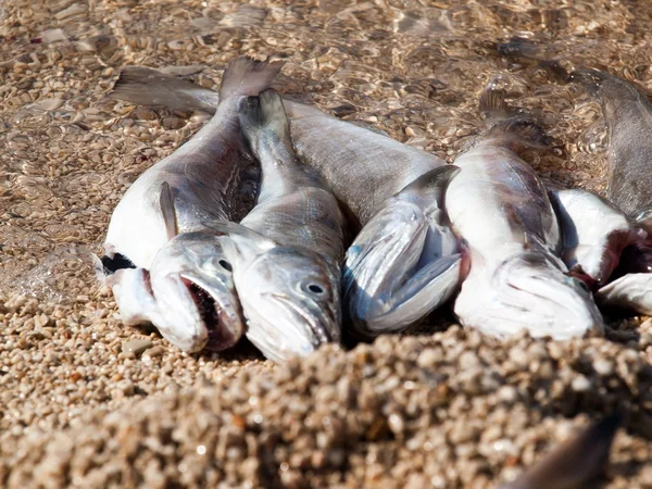 Peixe da pescada — Fotografia de Stock