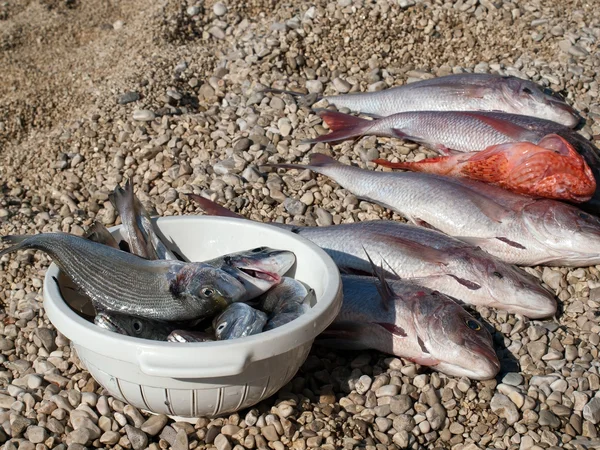 Gran captura de peces — Foto de Stock