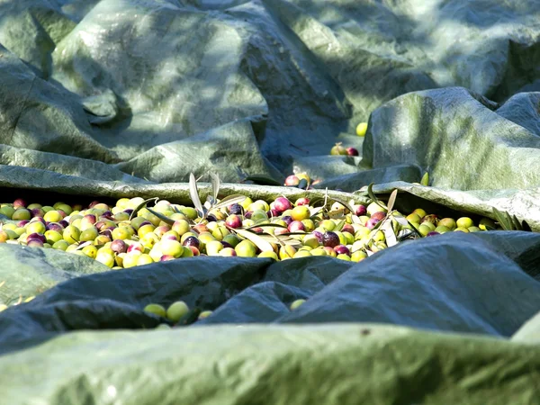 Olive fruits picking — Stock Photo, Image