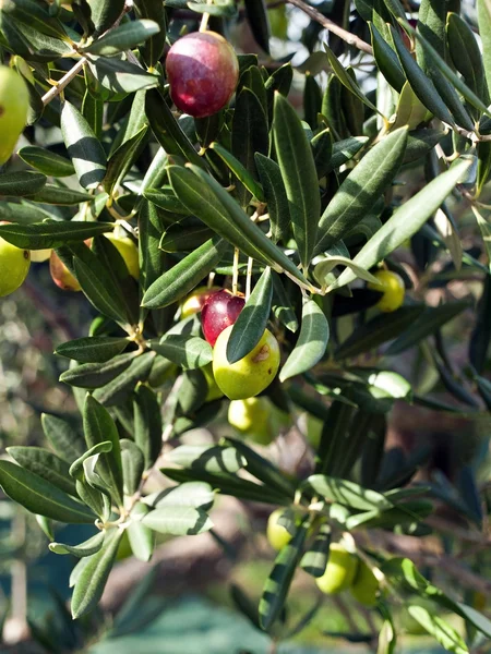 Olivenbaum aus nächster Nähe — Stockfoto