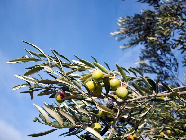 Olivenbaum mit blauem Himmel Hintergrund — Stockfoto