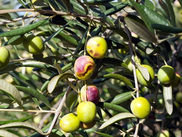 Olivenbaum — Stockfoto