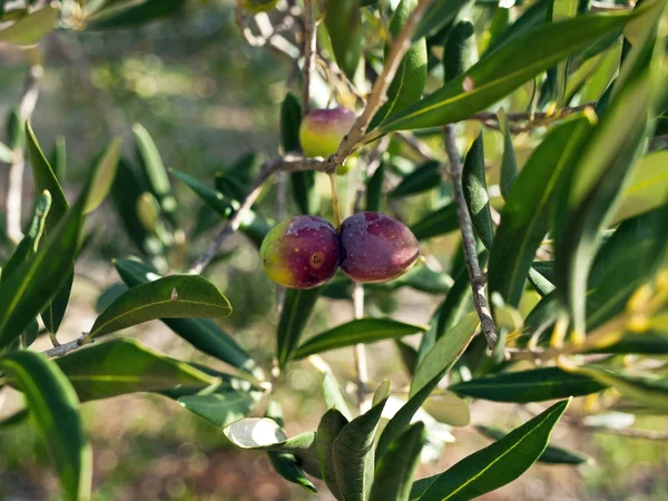 Dvě olivové ovoce — Stockfoto