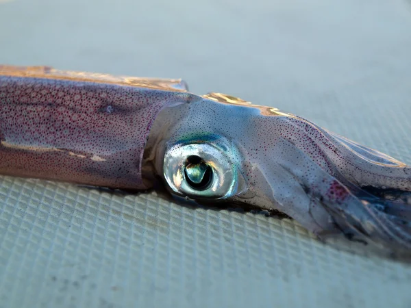 Adriatische Tintenfische aus nächster Nähe — Stockfoto