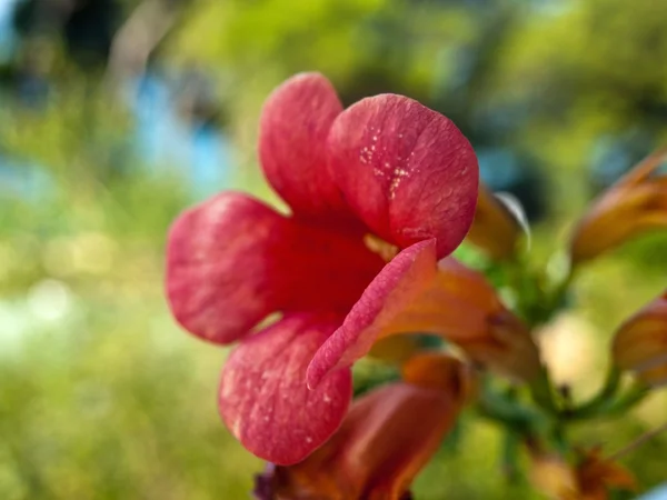 Flor roja macro — Foto de Stock