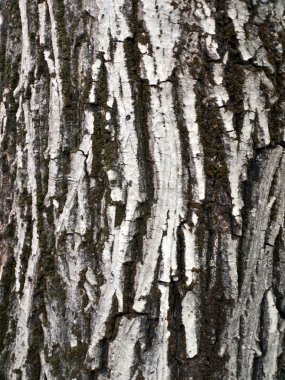 doğada ağaç kabuğu