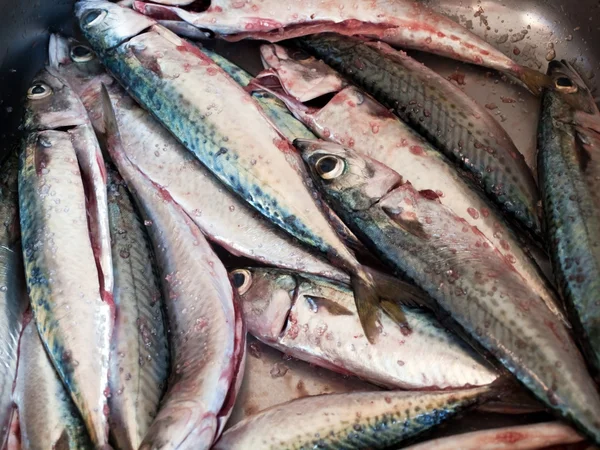 Mackarel 魚 — ストック写真