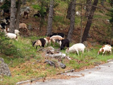 dağ keçilericabras de montaña