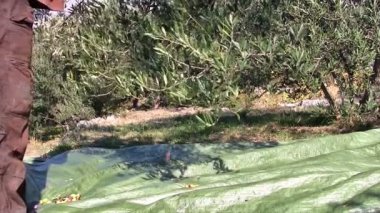 adam toplama zeytin ağacından