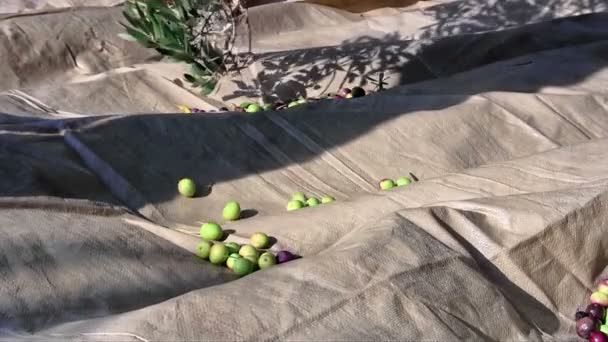 Olives falling to the ground — Stock Video