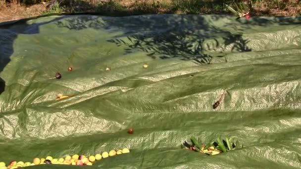 올리브 열매가 땅에 — 비디오