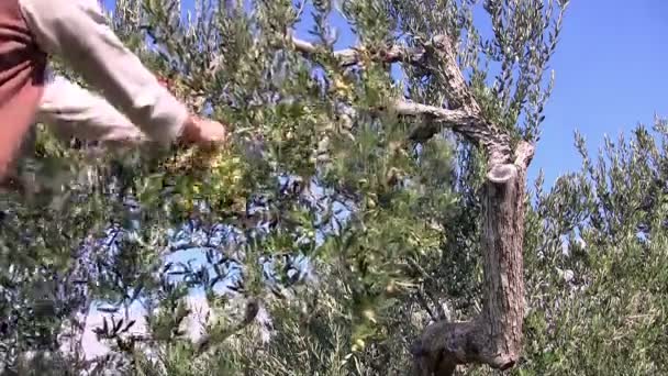 Young man picking olives fruits — Stock Video