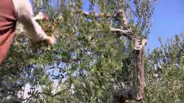 Young man picking olives — Stock Video