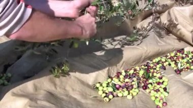 adam toplama zeytin ağacından