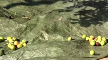 Zeytin meyve yere timelapse düşüyor