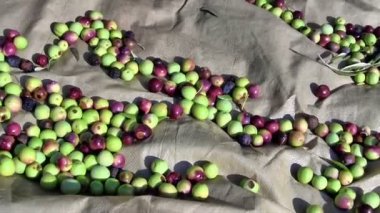 Zeytin yere yakın çekim