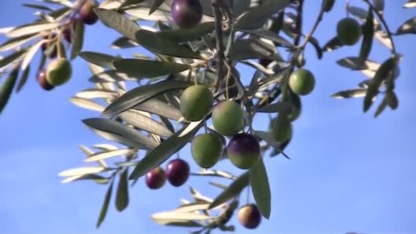 Olivové ovoce zblízka na stromě — Stock video