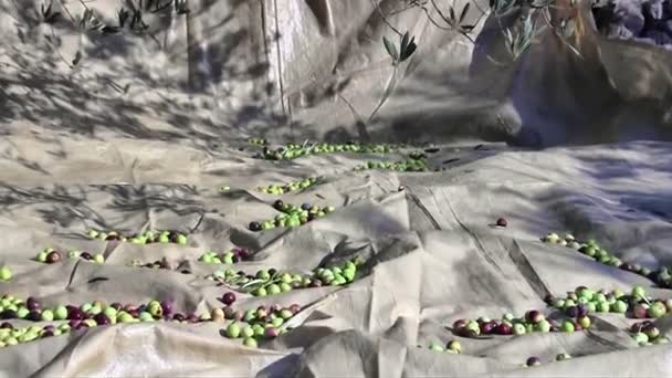 Olive fruits on the ground — Stock Video