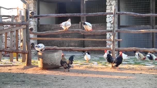 Kippen op de boerderij — Stockvideo