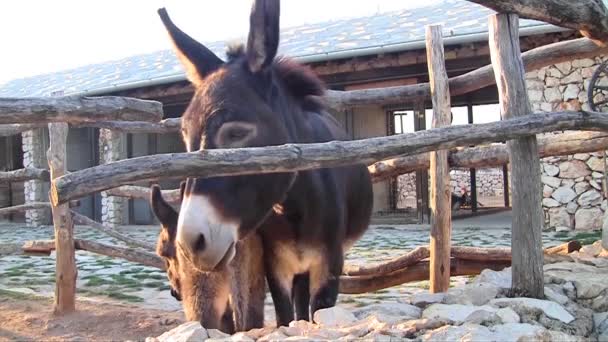 Donkey close up — Stock Video