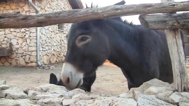 Burros de cerca — Vídeo de stock