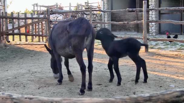 Les ânes à la ferme 