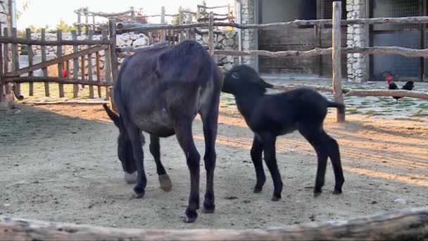 Donkeys on the farm — Stock Video