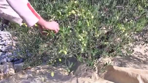 Mladý muž sběr oliv — Stock video