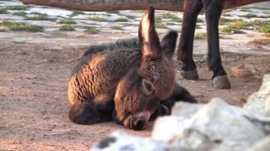 Bebek eşek yakın çekim