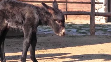 Bebek eşek yakın çekim