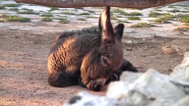 Young donkey — Stock Video
