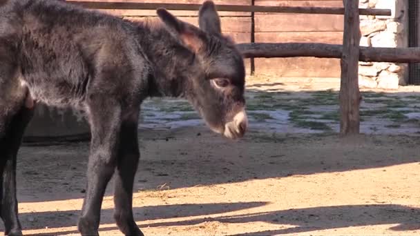 Baby donkey close up — Stock Video