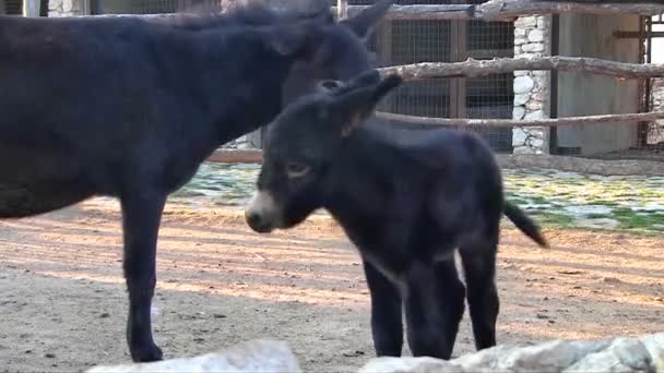 Black donkeys — Stock Video