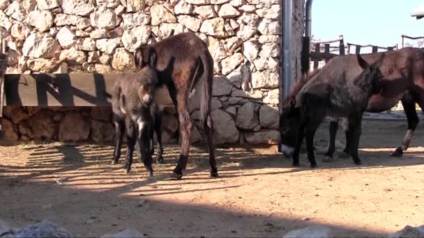 Familia de burros — Vídeos de Stock