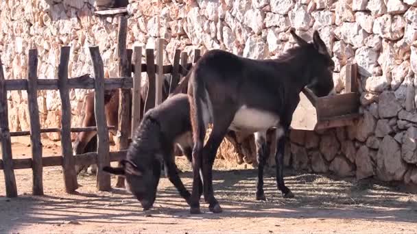 Donkeys and pony on the farm — Stock Video